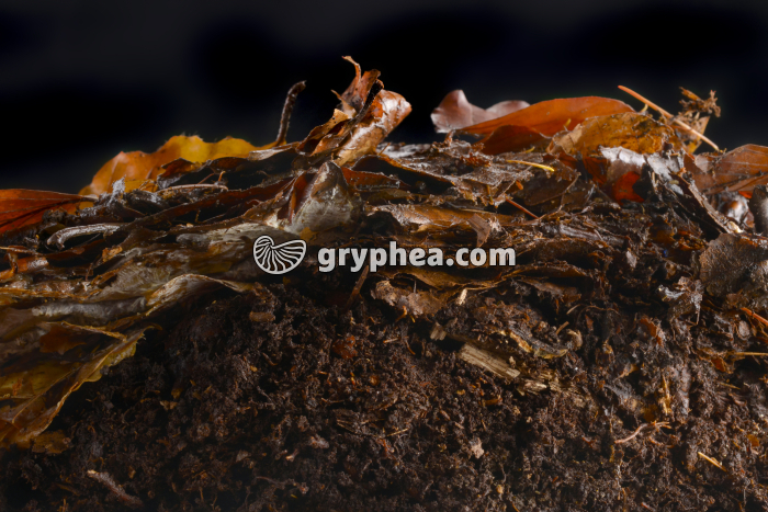 Litière forestière en coupe - gryphea.org